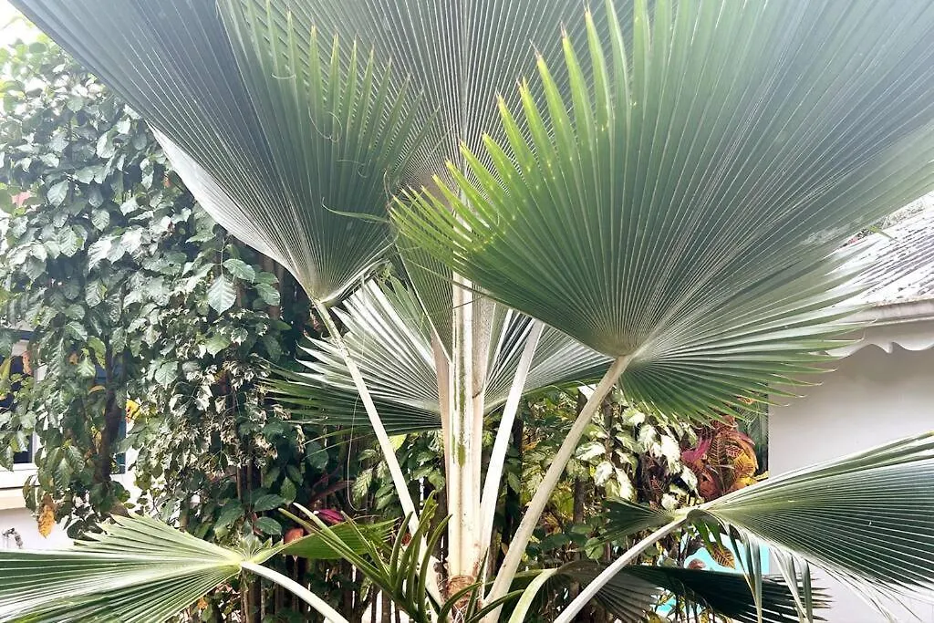 Carre Vert Guadeloupe Villa Privee Piscine Gourbeyre 0*,  Guadeloupe